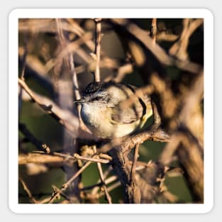 Yellow-Rumped Thornbill Sticker